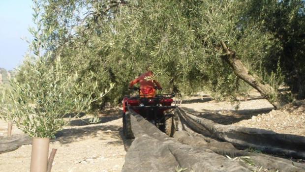 ep archivo   recogida de aceituna