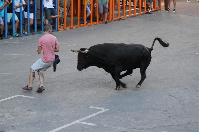 Bous al carrer en Vilafamés | AYUNTAMIENTO VILAFAMÉS - Archivo ep bouscarrervilafames