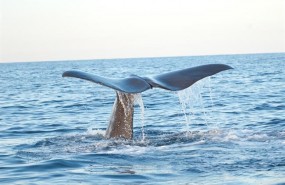 ep colaballenamediterraneo balaenoptera physalus