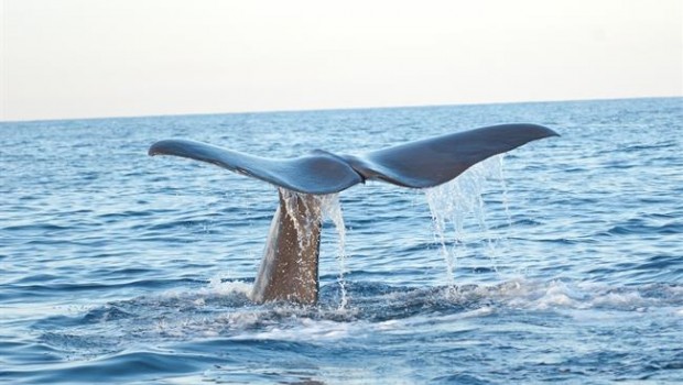 ep colaballenamediterraneo balaenoptera physalus