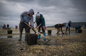 ep mariscadores recogen las conchas y el marisco muerto en la playa de testal a 18 de marzo de 2026