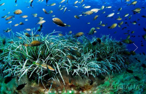 ep oceana reclama medidas para evitar la pesca de juveniles en el mediterraneo y recuperar las
