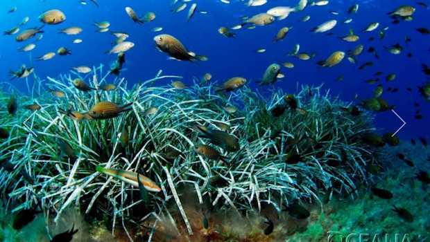 ep oceana reclama medidas para evitar la pesca de juveniles en el mediterraneo y recuperar las