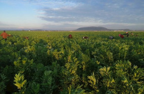 ep recoleccion en el campo