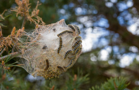 bolsa de seda de la procesionaria del pino thaume 2026 03 15 00 52 03 utc 