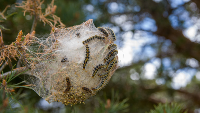 bolsa de seda de la procesionaria del pino thaume 2026 03 15 00 52 03 utc 