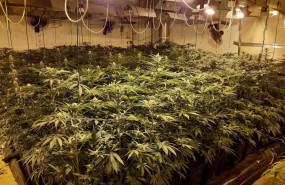 ep archivo   imagen de fraude electrico en cultivo de marihuana