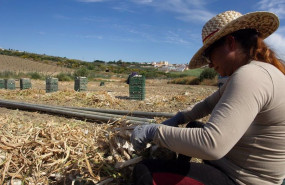 ep archivo   una jornalera trabaja en la recogida del ajo en la provincia de cordoba en una imagen
