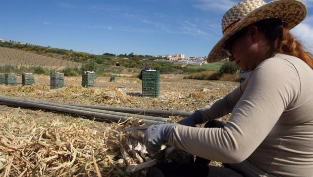 ep archivo   una jornalera trabaja en la recogida del ajo en la provincia de cordoba en una imagen
