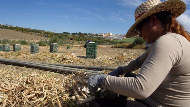 ep archivo una jornalera trabaja en la recogida del ajo en la provincia de cordoba en una imagen ep archivo una jornalera trabaja en la recogida del ajo en la provincia de cordoba en una imagen