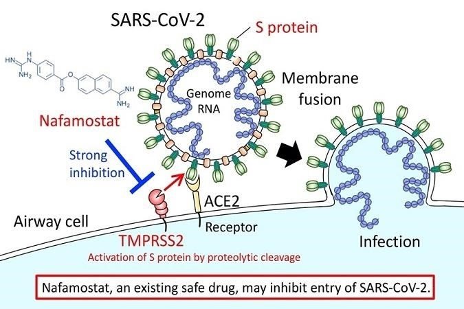 Nafamostat, un medicamento seguro existente, puede inhibir la entrada de SARS-CoV-2. | UNIVERSIDAD DE TOKIO. ep nafamostat un medicamento seguro existente puede inhibir la entrada de sars-cov-2