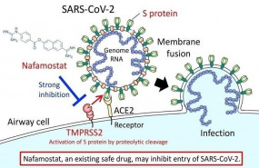 ep nafamostat un medicamento seguro existente puede inhibir la entrada de sars-cov-2