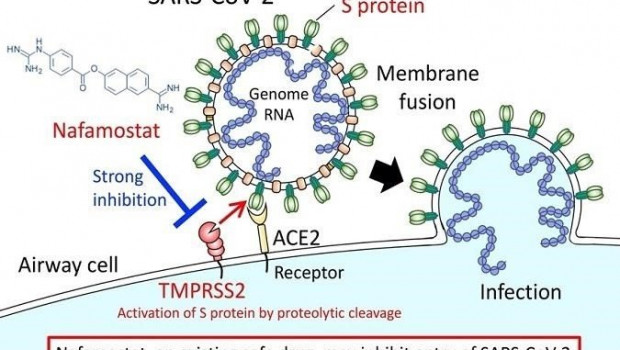 ep nafamostat un medicamento seguro existente puede inhibir la entrada de sars-cov-2
