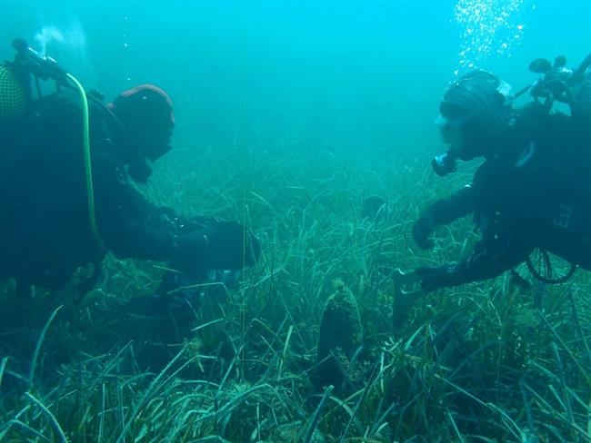 Rescatan las nacras del Mediterráneo, en peligro crítico de extinción | MAPAMA ep rescatannacrasmediterraneo en peligro criticoextincion