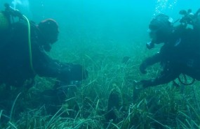 ep rescatannacrasmediterraneo en peligro criticoextincion