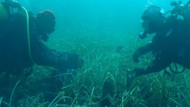 ep rescatannacrasmediterraneo en peligro criticoextincion