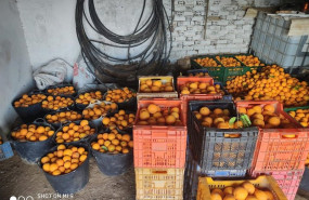 ep robo de naranjas en carmona