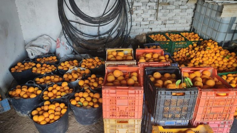 ep robo de naranjas en carmona