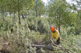 ep trabajorestauracion forestal