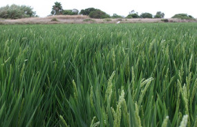 ep archivo   cultivo arroz en una imagen de archivo