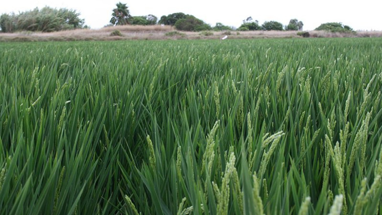 ep archivo   cultivo arroz en una imagen de archivo