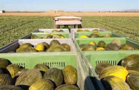 ep archivo   melon melones melon piel de sapo