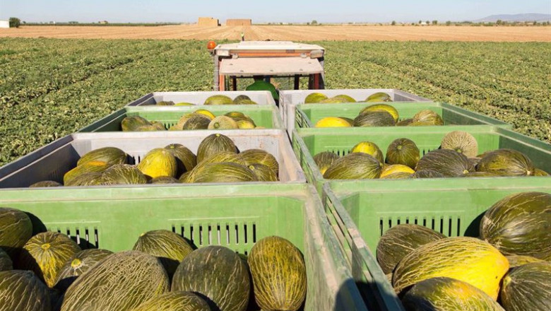 ep archivo melon melones melon piel de sapo ep archivo melon melones melon piel de sapo