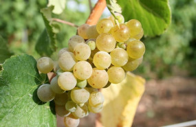 ep arranca la vendimia en maetierra calahorra con la moscatel de grano menudo