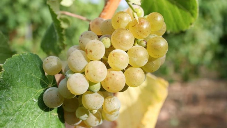 ep arranca la vendimia en maetierra calahorra con la moscatel de grano menudo