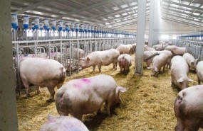 ep cerdosgranja porcina pigs farming