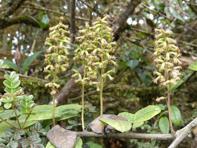 Científicos descubren dos nuevas especies de liana. | RJB-CSIC ep cientificos descubrennuevas especiesliana