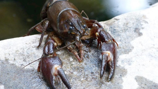 ep el cangrejo de rio ha sido una de las especies que han aparecido en el interior de las heces