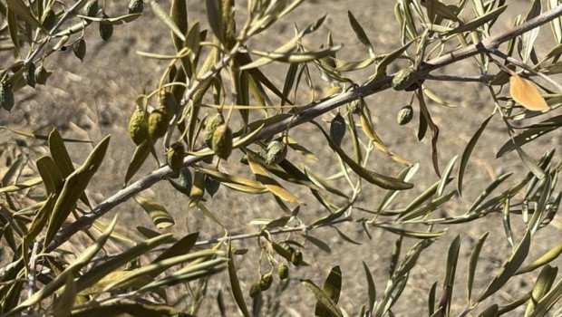 ep estado de la aceituna