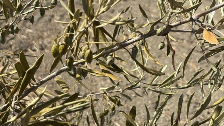 ep estado de la aceituna