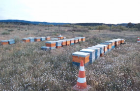 ep iberdrola introduce colmenas en la planta fotovoltaica de aranuelo