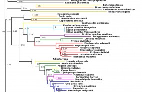 ep transferencias geneticasespecies
