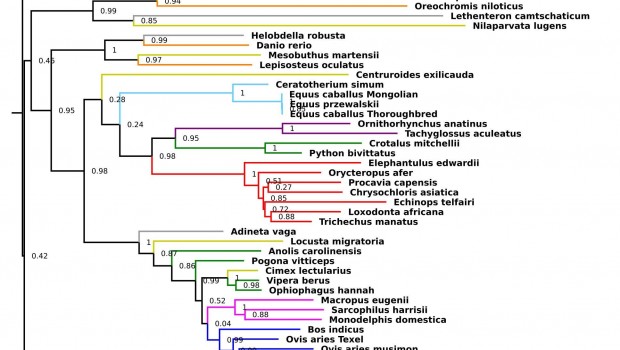 ep transferencias geneticasespecies