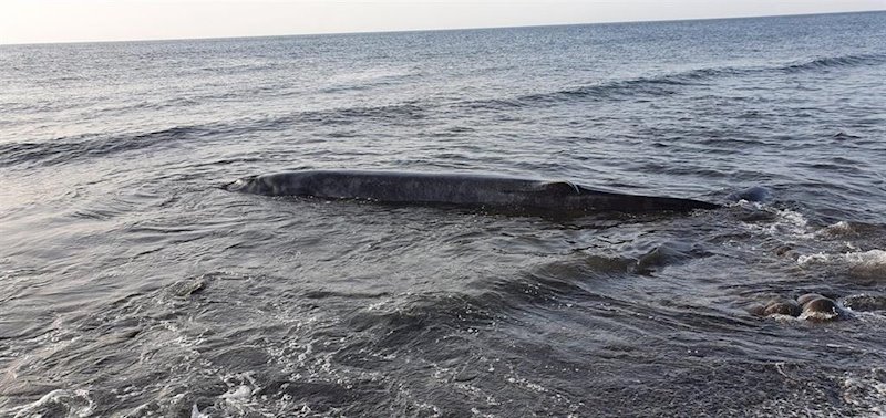 ep un cetaceo aparece varado en la costa de tuineje