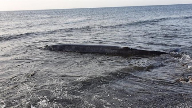 ep un cetaceo aparece varado en la costa de tuineje