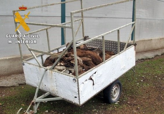 ep un remolque cargado de ovejas muertas
