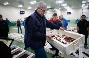ep venta de gamba en la lonja de burela a 19 de diciembre de 2023 en burela lugo galicia espana la