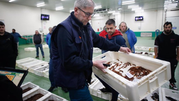 ep venta de gamba en la lonja de burela a 19 de diciembre de 2023 en burela lugo galicia espana la