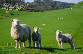 pienso eco ganado ovino