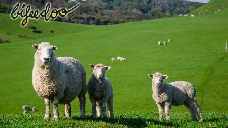 pienso eco ganado ovino