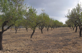 ep archivo   almendros