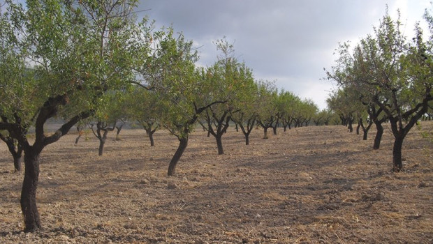 ep archivo   almendros
