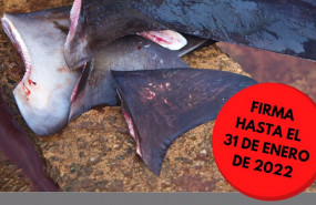 ep archivo   cartel de la iniciativa ciudadana stop finning stop the trade para prohibir el comercio