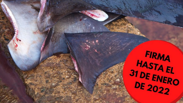 ep archivo cartel de la iniciativa ciudadana stop finning stop the trade para prohibir el comercio ep archivo cartel de la iniciativa ciudadana stop finning stop the trade para prohibir el comercio
