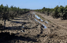 ep archivo   imagen de zonas agricolas afectadas por el tren de borrascas en jerez de la frontera