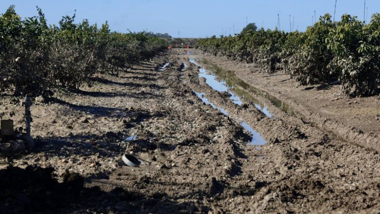 ep archivo   imagen de zonas agricolas afectadas por el tren de borrascas en jerez de la frontera